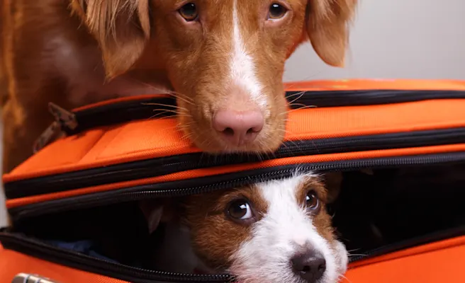 Domestic Pet Travel Certificates