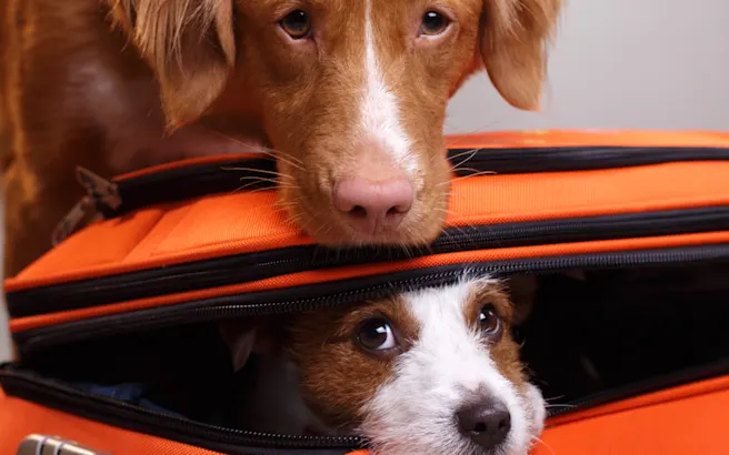 Domestic Pet Travel Certificates