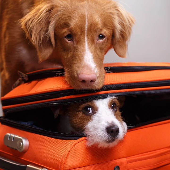 Domestic Pet Travel Certificates