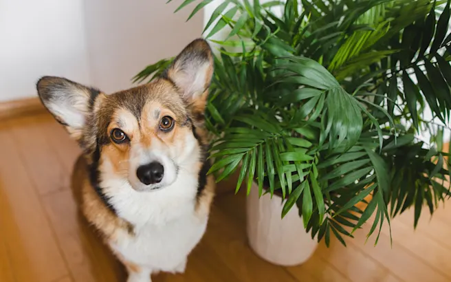 15 Plants Safe for Dogs (and 15 Highly Toxic Plants to Avoid)