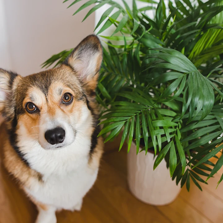 15 Plants Safe for Dogs (and 15 Highly Toxic Plants to Avoid)