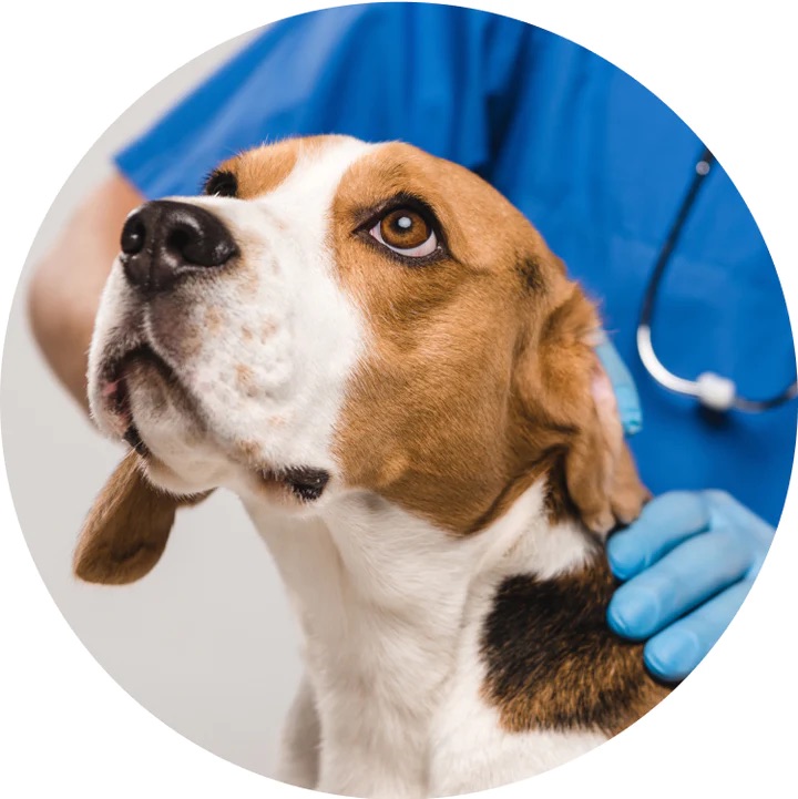 how long is rabies vaccine good for in dogs