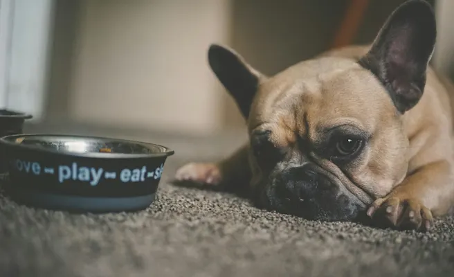 What Causes Chronic Gastritis in Dogs? | Petfolk