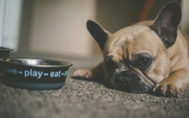 What Causes Chronic Gastritis in Dogs? | Petfolk