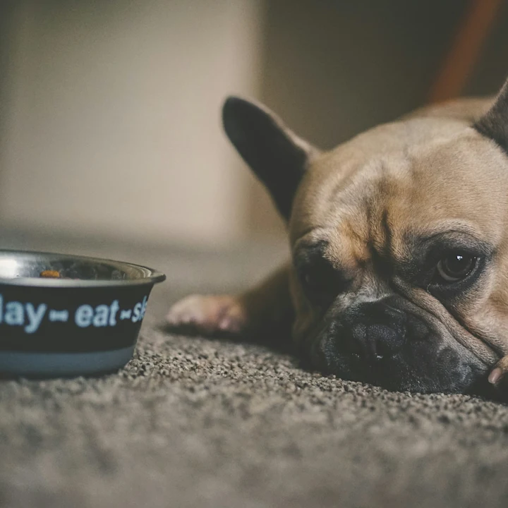 What Causes Chronic Gastritis in Dogs? | Petfolk