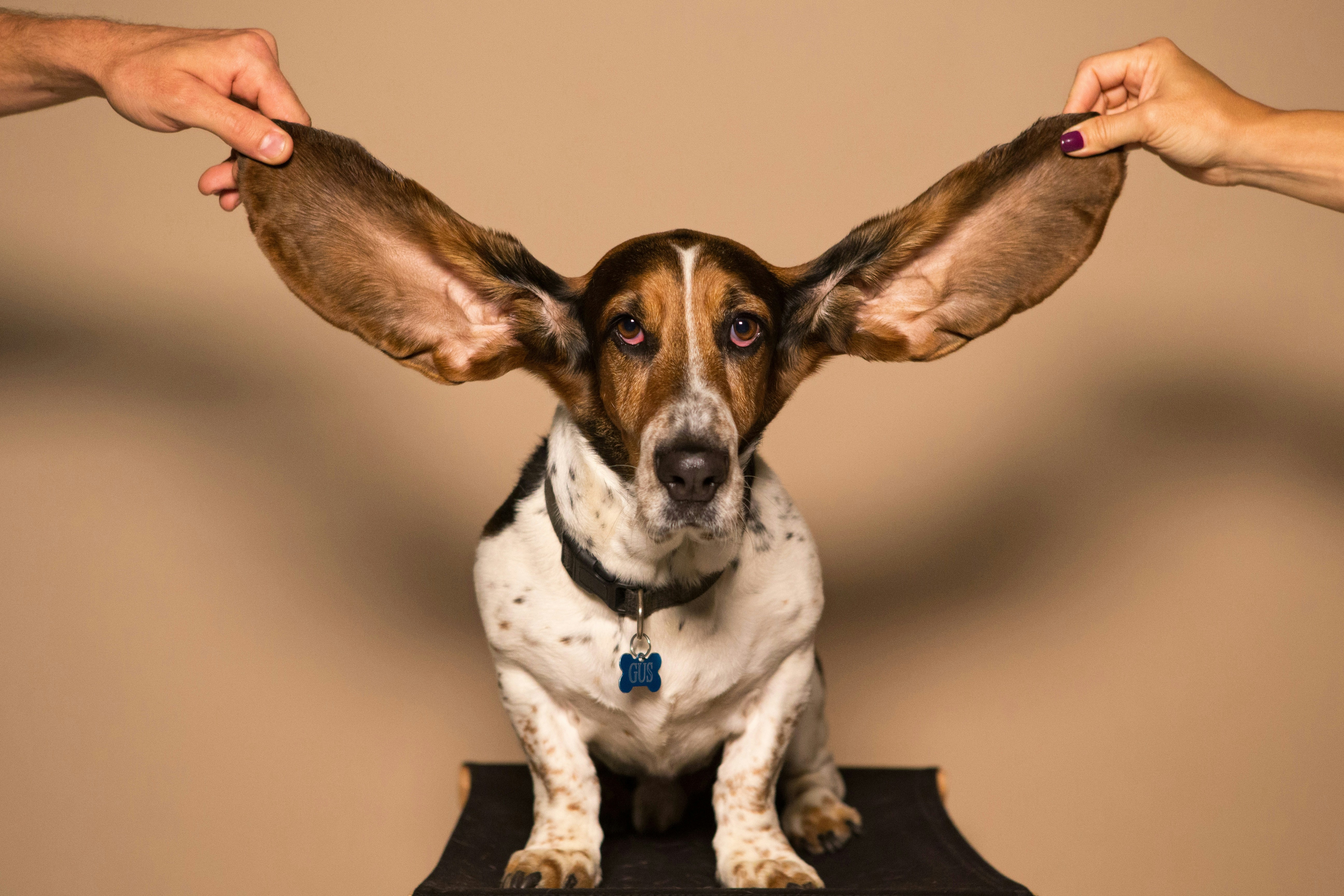 How To Tell if Your Dog Has an Ear Infection