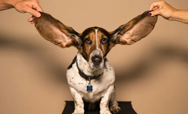How To Tell if Your Dog Has an Ear Infection