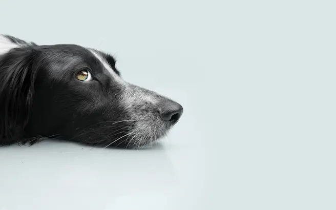 Debunking Common Flea and Tick Myths