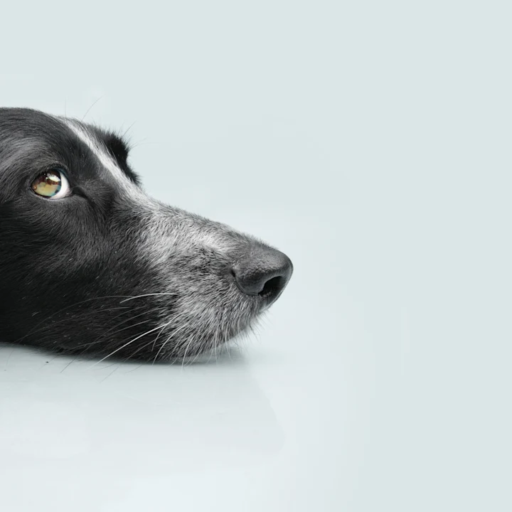 Debunking Common Flea and Tick Myths