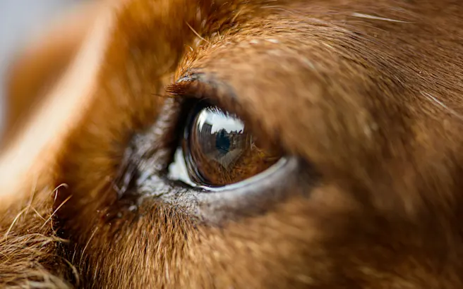 Dog Eye Discharge and What They Mean
