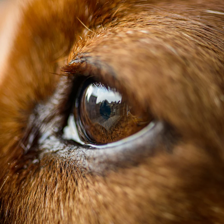 Dog Eye Discharge and What They Mean