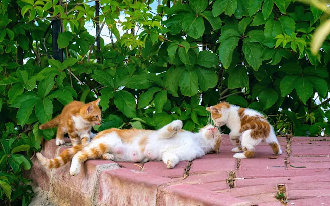 How to Socialize a Kitten & Build Confidence in Your New Cat