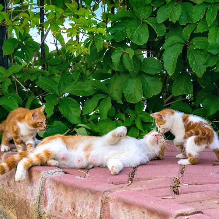 How to Socialize a Kitten & Build Confidence in Your New Cat