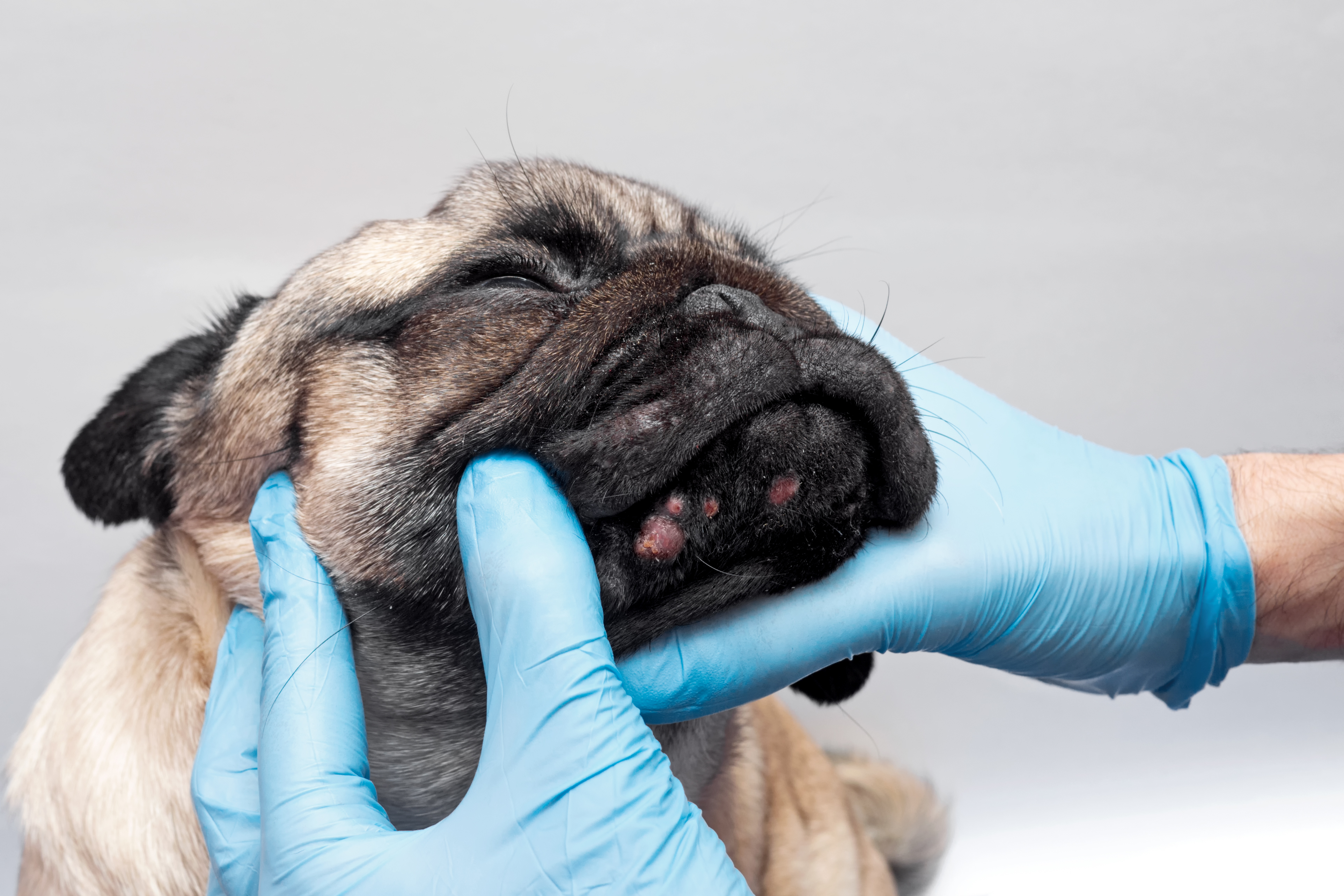 Understanding the Causes of Skin Cancer in Pets