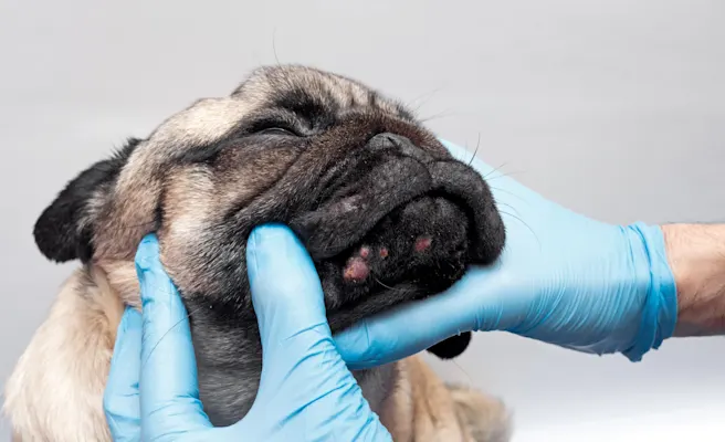 Understanding the Causes of Skin Cancer in Pets