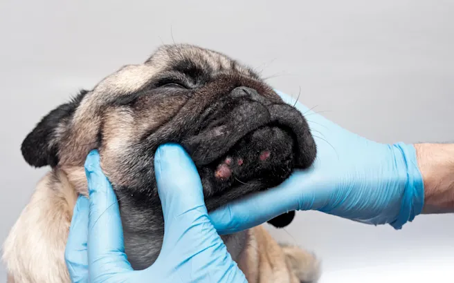 Understanding the Causes of Skin Cancer in Pets