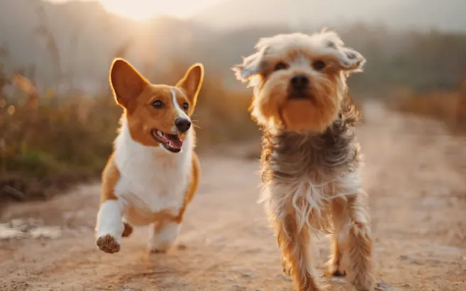 Can a Dog Recover From Kidney Failure?