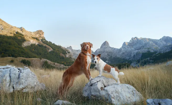 Dog Friendly Things to Do in Scottsdale, AZ (Best Restaurants, Hikes & More)