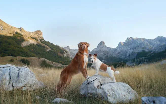 Dog Friendly Things to Do in Scottsdale, AZ (Best Restaurants, Hikes & More)