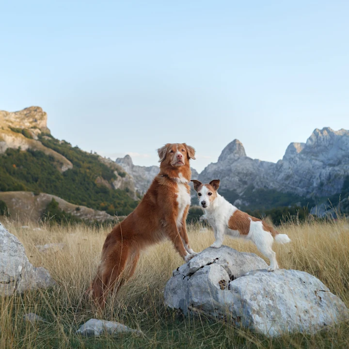 Dog Friendly Things to Do in Scottsdale, AZ (Best Restaurants, Hikes & More)