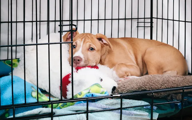 Bringing a Shelter or Rescue Dog Home: New Dog Checklist