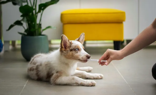 What Triggers Colitis in Dogs? | Petfolk