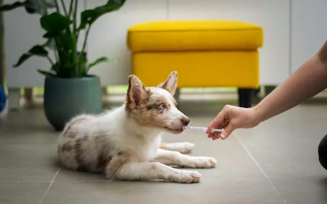 What Triggers Colitis in Dogs? | Petfolk