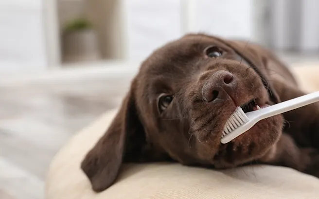 Keeping Your Dog’s Teeth Healthy: Brushing, Products, & Vet Care