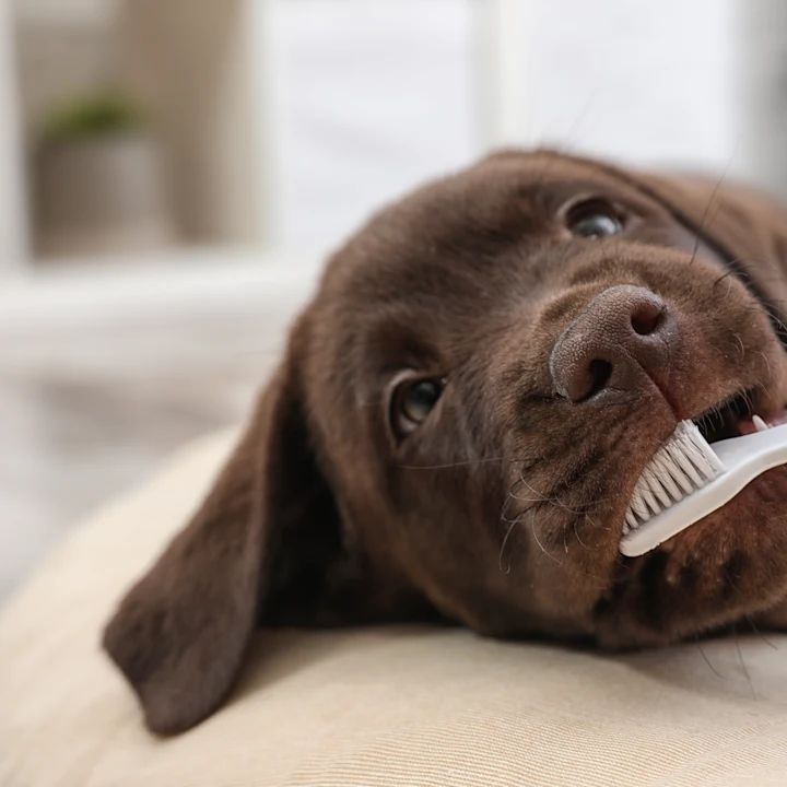 Keeping Your Dog’s Teeth Healthy: Brushing, Products, & Vet Care