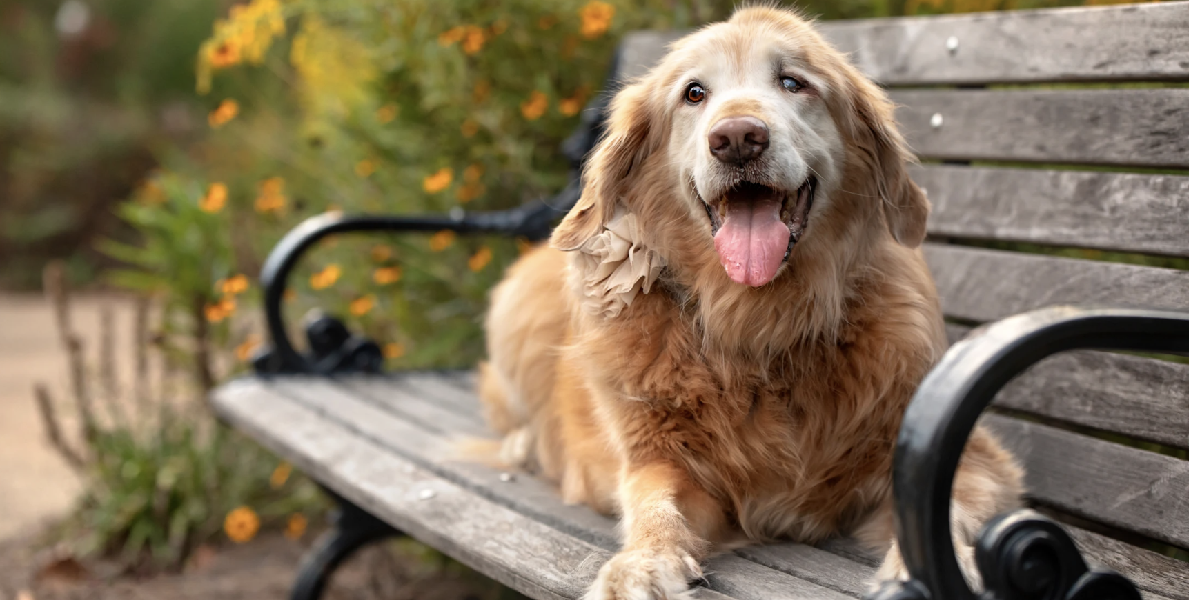 Best Arthritis Medicine & Treatment for Dogs