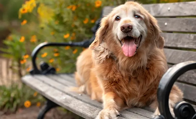 Best Arthritis Medicine & Treatment for Dogs