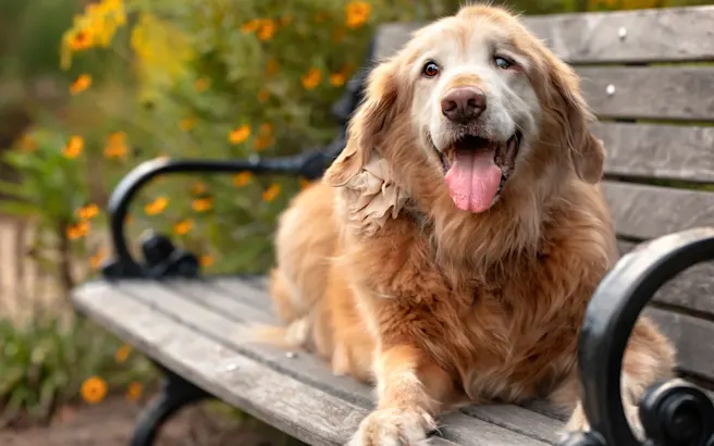 Best Arthritis Medicine & Treatment for Dogs