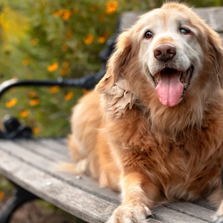 Best Arthritis Medicine & Treatment for Dogs