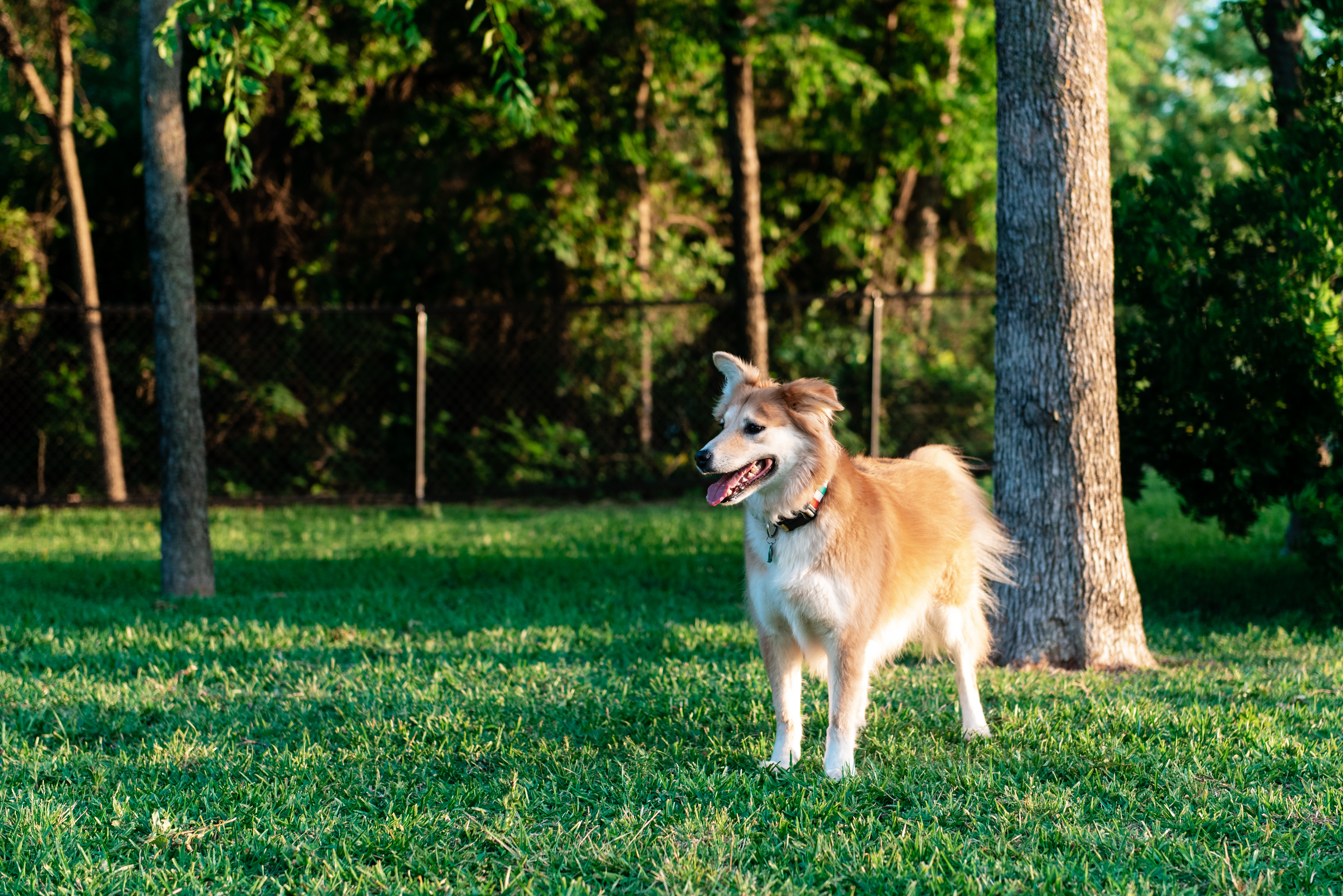  Dog-Friendly Restaurants, Parks, and Activities in Mansfield, TX