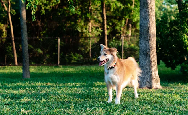 Dog-Friendly Restaurants, Parks, and Activities in Mansfield, TX