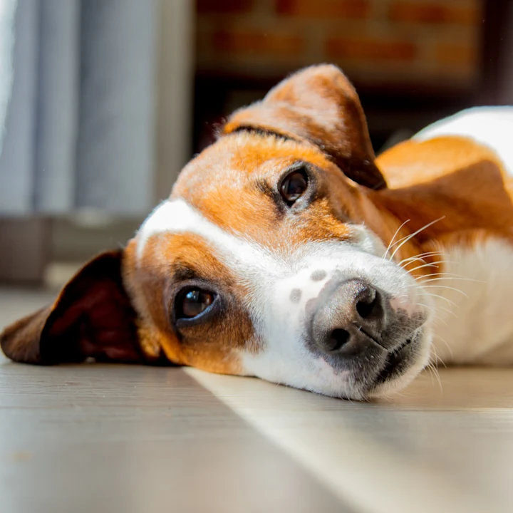 Tick-Borne Diseases in Dogs: A Pet-Parent's Guide