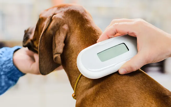 The Importance of Pet Microchips for Identification: Ensuring Their Safety and Security