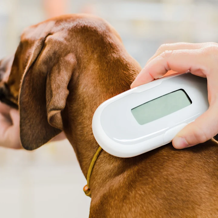The Importance of Pet Microchips for Identification: Ensuring Their Safety and Security