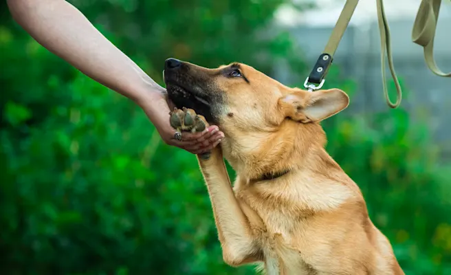 How to Calm an Anxious Dog