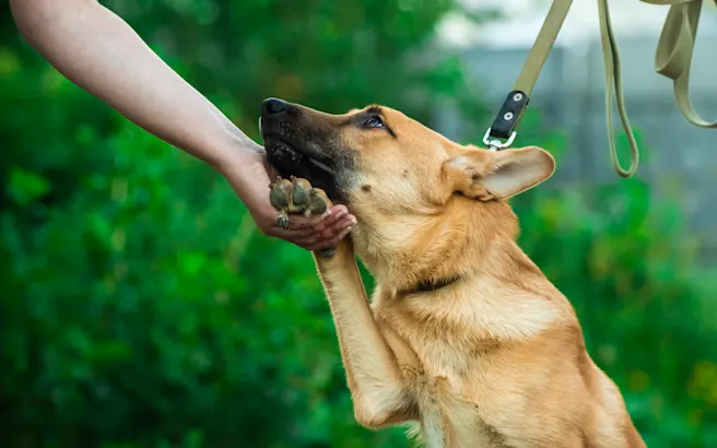 How to Calm an Anxious Dog
