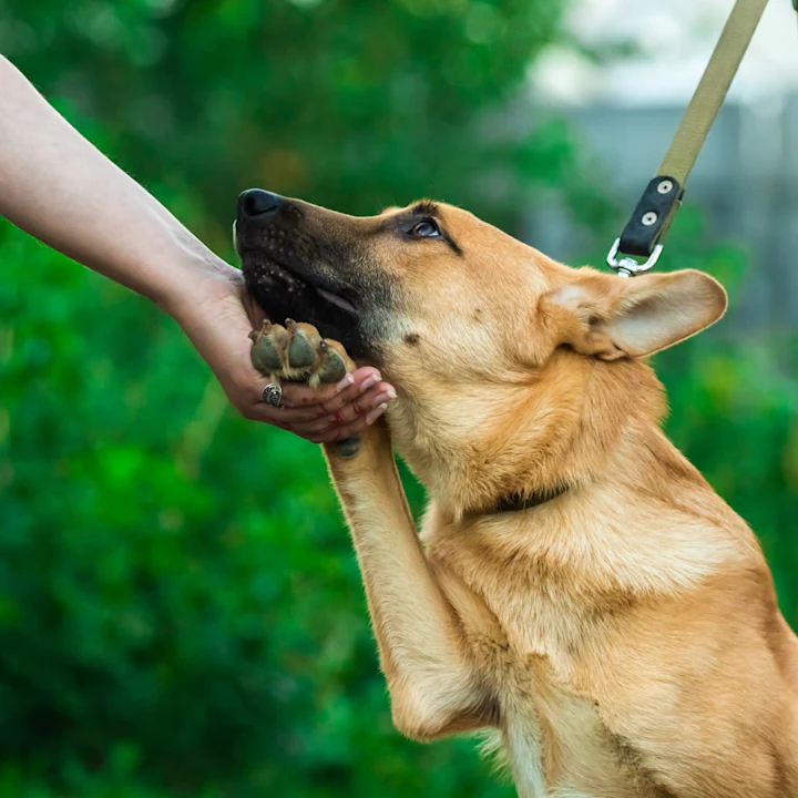 How to Calm an Anxious Dog