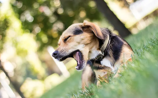 What is Canine Infectious Respiratory Disease Complex?