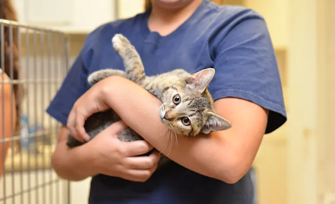 New Cat Owner Checklist for Bringing Home a Shelter Cat