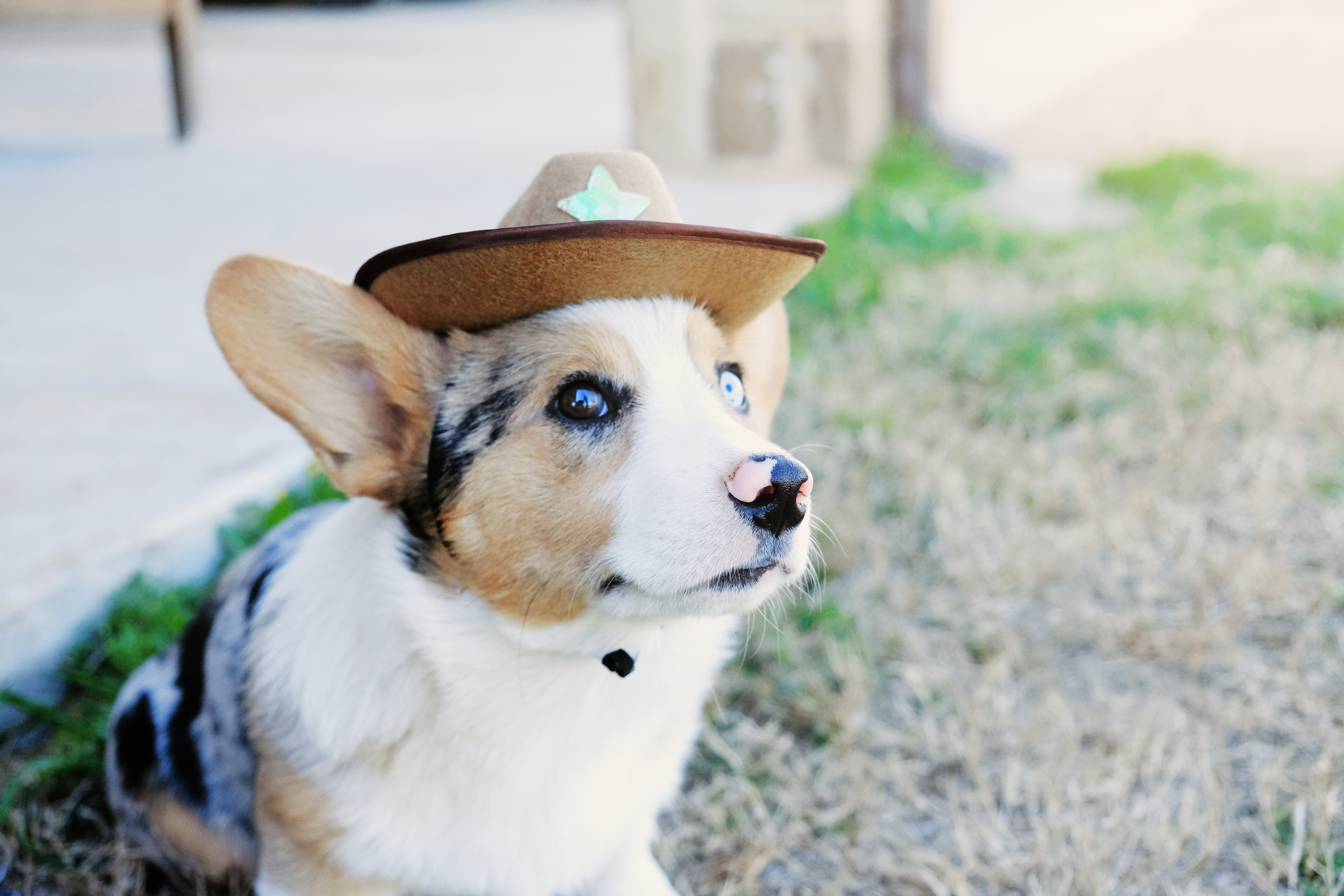 Dog-Friendly Restaurants, Parks, and Activities in Pearland, TX