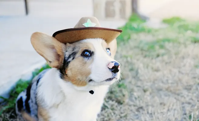 Dog-Friendly Restaurants, Parks, and Activities in Pearland, TX