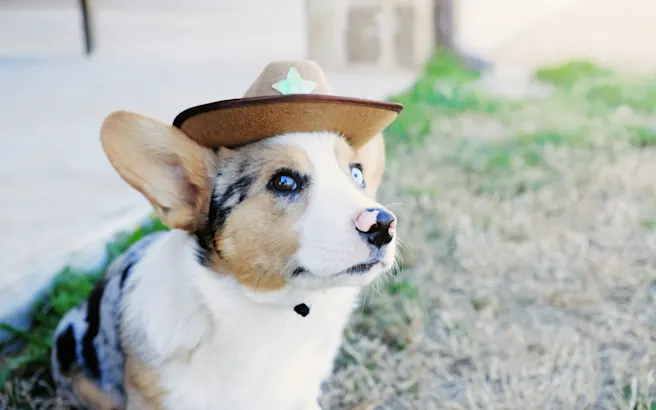 Dog-Friendly Restaurants, Parks, and Activities in Pearland, TX