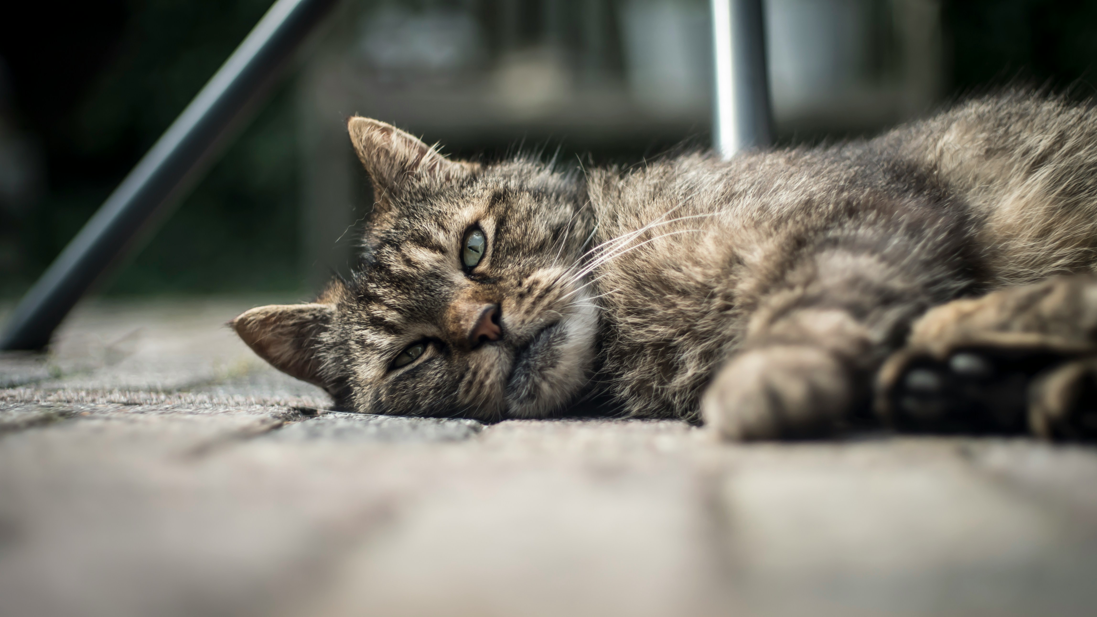 Why is My Cat Throwing Up Yellow Bile? | Petfolk