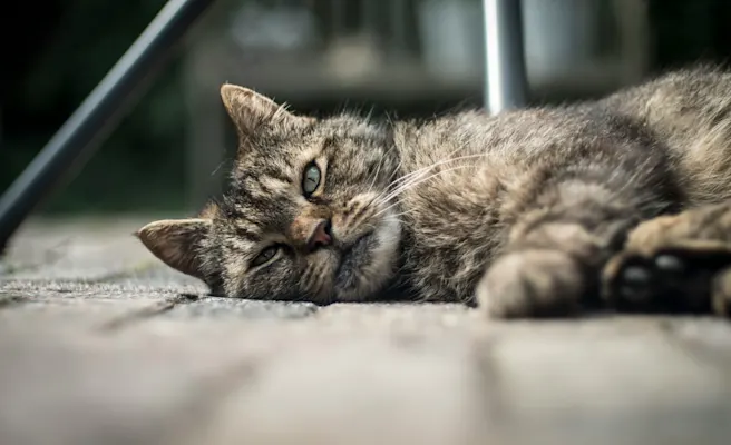 Why is My Cat Throwing Up Yellow Bile? | Petfolk