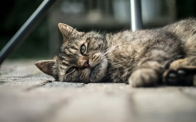 Why is My Cat Throwing Up Yellow Bile? | Petfolk