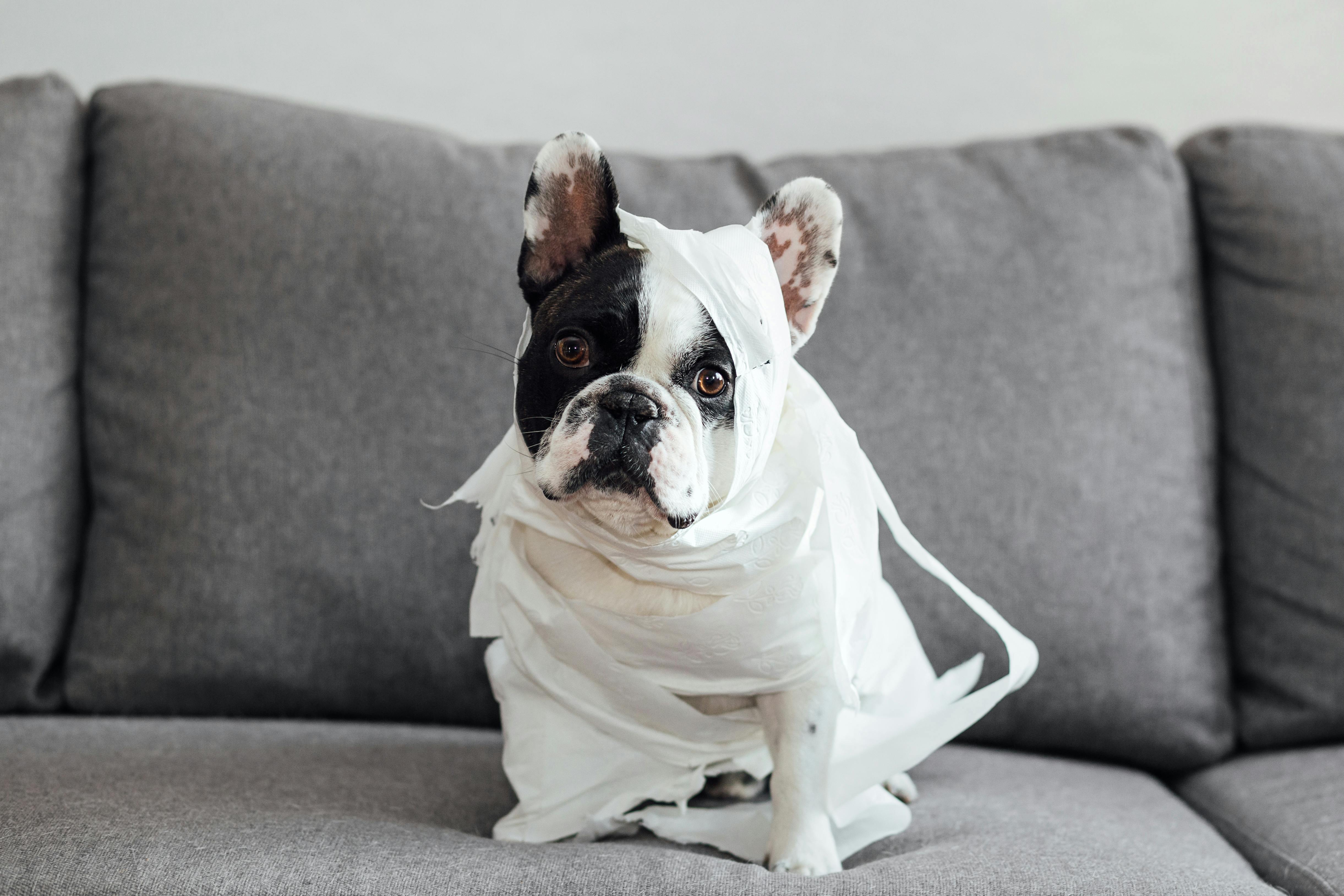 How to Stop Dog Diarrhea From Home | Petfolk